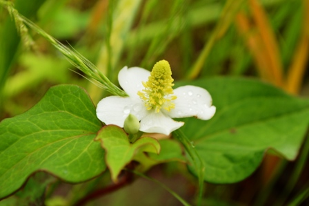 ドクダミの花 - ふれあいブログ